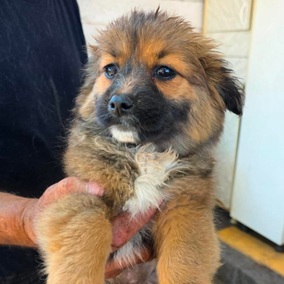 Adopter Lia