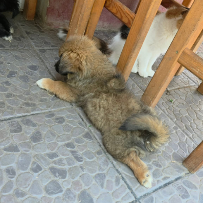 Adopter Lia