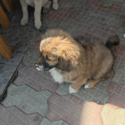 Adopter Lia