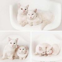 Adopter  chat : Mimi & toto