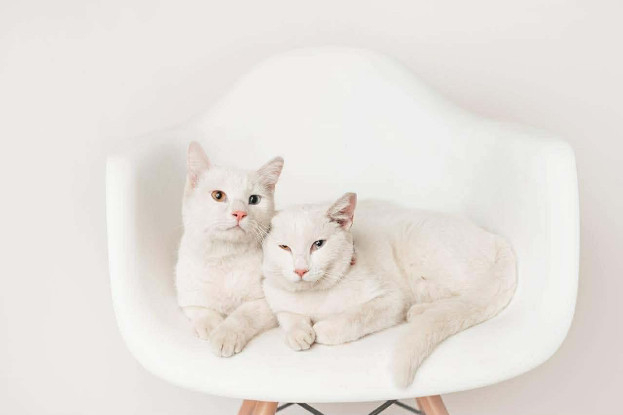 Adopter Mimi & toto