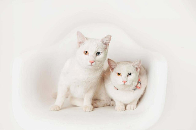 Adopter Mimi & toto