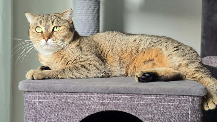 Adopter Zara