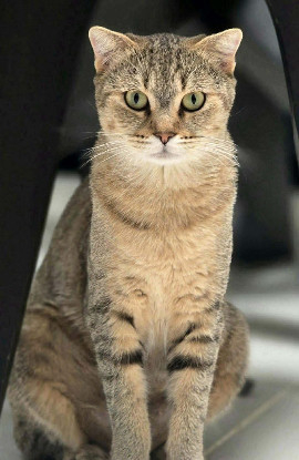 Adopter Zara
