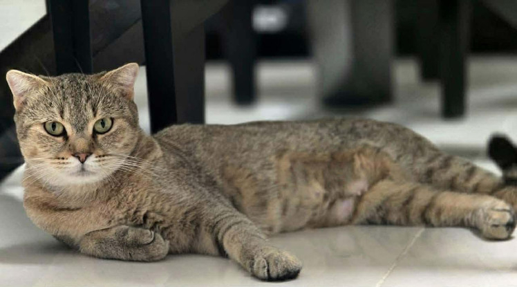 Adoption Zara