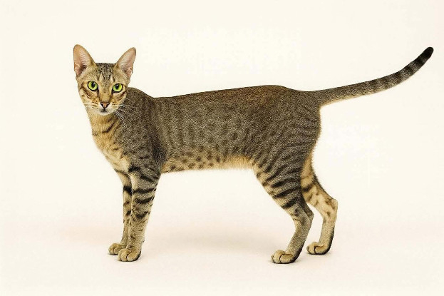Adopter Simba