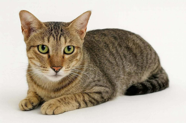 Adopter Simba