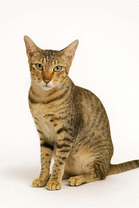 Adopter Simba