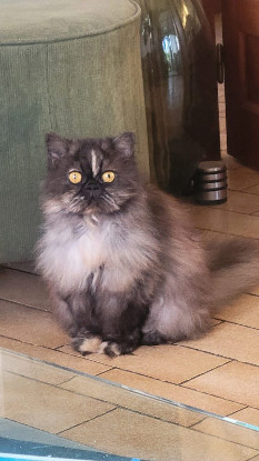 Adopter Herynne