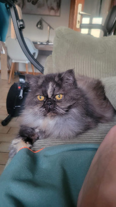 Adopter Herynne