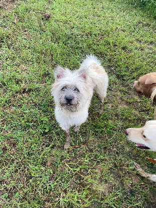 Adopter Dolores