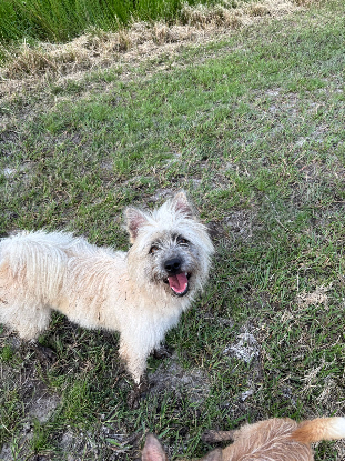 Adopter Dolores