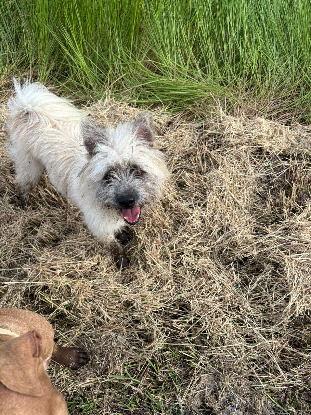 Adoption Dolores