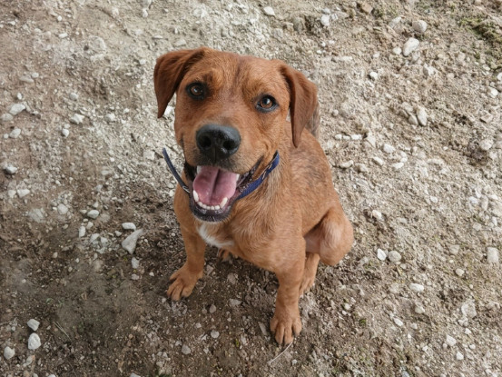 Adopter Takeo