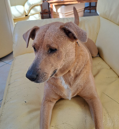 Adopter Margotte