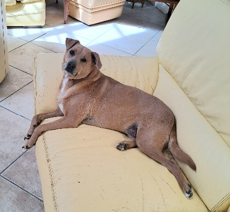 Adopter Margotte