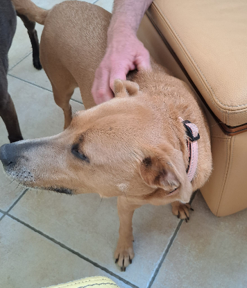 Adopter Margotte