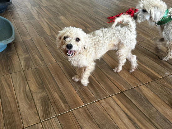 Adopter Tivoli