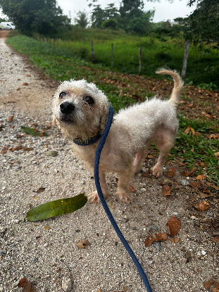 Adopter Tivoli