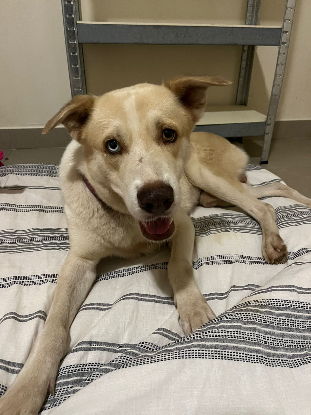 Adopter Birmingham