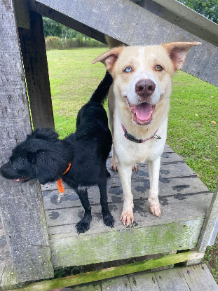 Adopter Birmingham