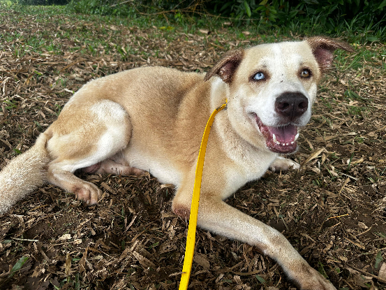 Adoption Birmingham