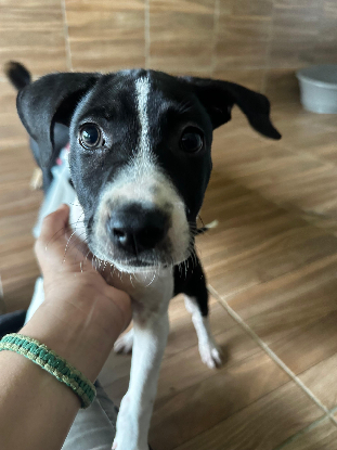 Adopter Wayabo