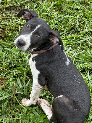 Adopter Wayabo