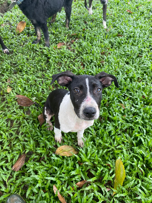Adopter Wayabo