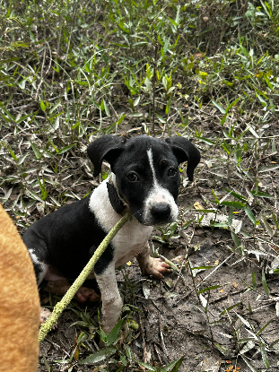 Adoption Wayabo