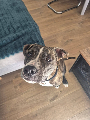 Adopter Tuco