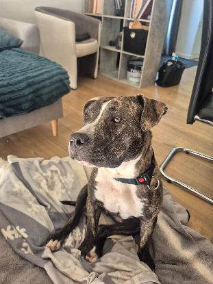 Adoption Tuco