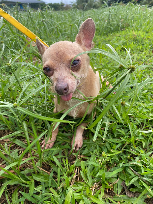 Adopter Amos