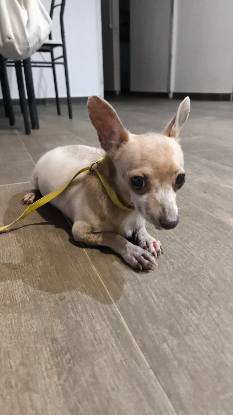 Adopter Amos