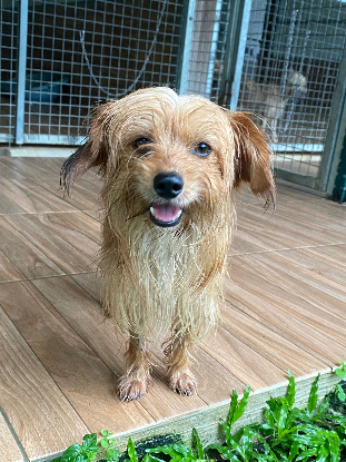 Adopter Fugi