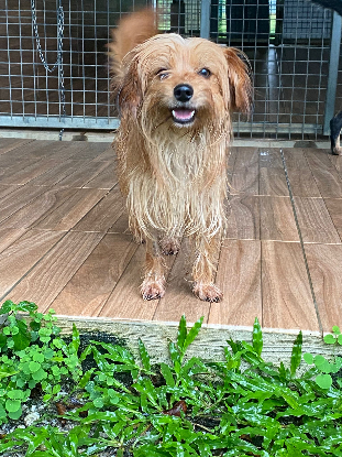 Adopter Fugi