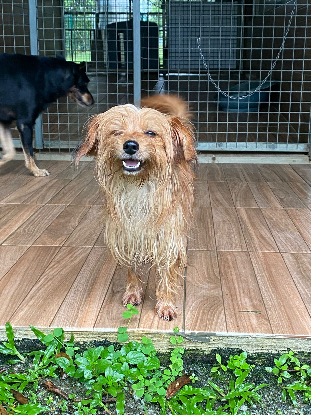 Adopter Fugi