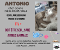 Antonio