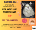 Merlin