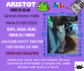 Aristot