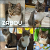 Zabou