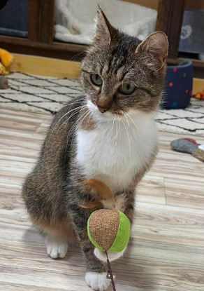 Adopter Zabou