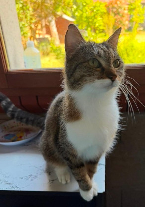 Adopter Zabou