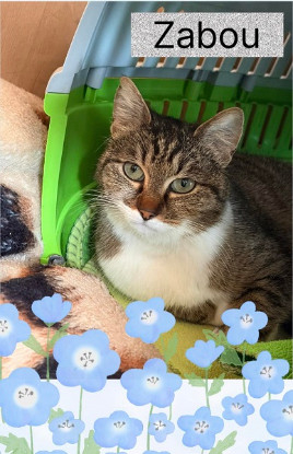Adoption Zabou