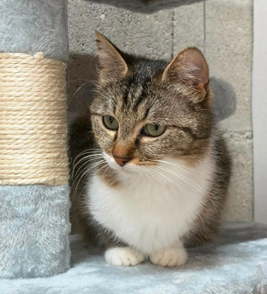 Adoption Zabou