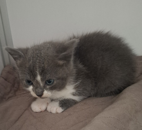 Adopter Bryn