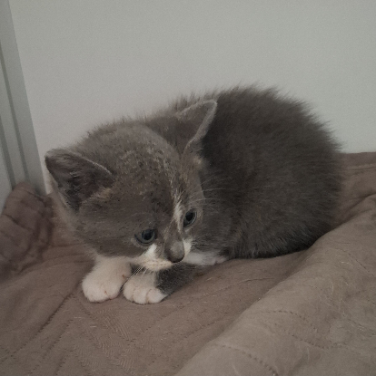 Adoption Bryn