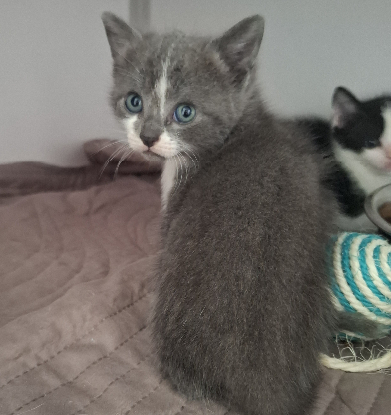 Adopter Bryn