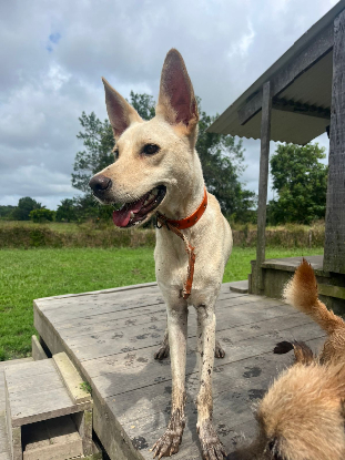 Adopter Jump
