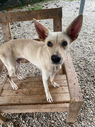 Adopter Jump